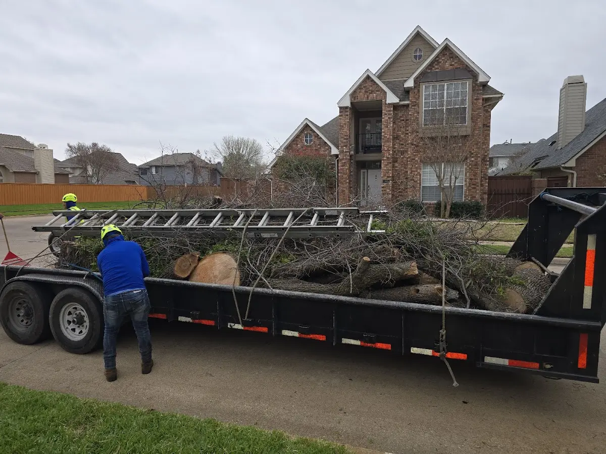 Expert Tree Pest Control with proper safety equipment in Knox